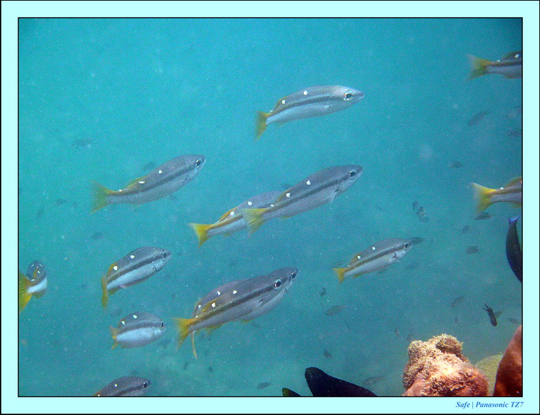 2011 - 03 - Koh Kradan 050